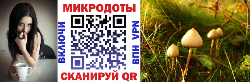 Галлюциногенные грибы Psilocybine cubensis  Кашин 